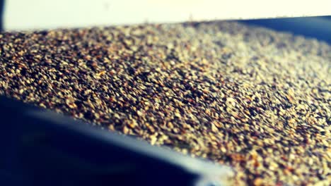 refining coffee beans at a factory using a shaker, screen and gravity separator