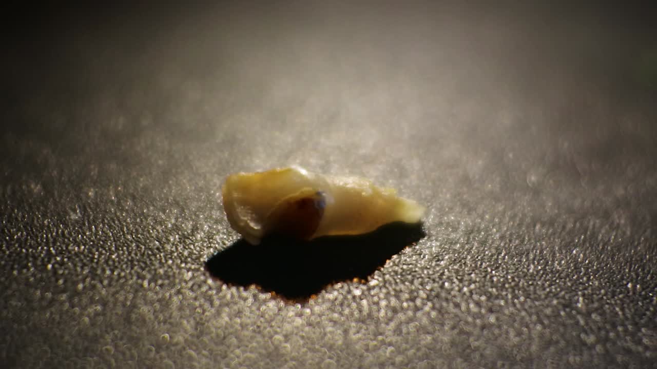 아이 우유 치아, hd 비디오를 닫습니다