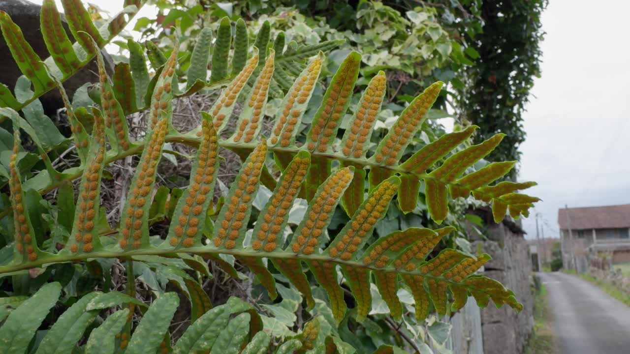 Close Up Of Fern Full Of Golden Sori Clusters In A Fence Of A Villa