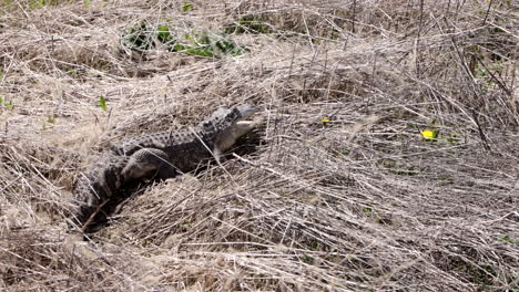 cocodrilo en la hierba alta en cámara lenta