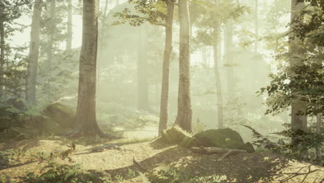 Temprano-En-La-Mañana-En-El-Bosque-Escondido-En-La-Niebla