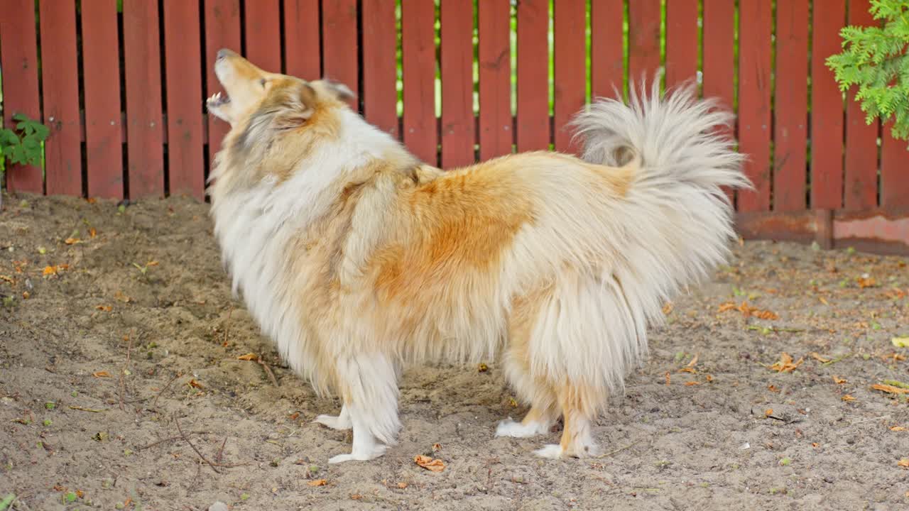 개 가  ⁇ 는 측면 의 프로필