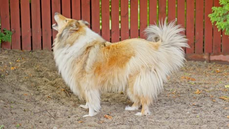 side profile of a dog barking