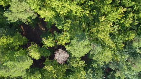 Top-down-ansicht-Des-Dichten-Waldes-Mit-üppigem-Laub-In-Der-Nähe-Von-Witomino,-Polen