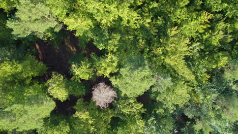 vista de arriba hacia abajo del denso bosque con exuberante follaje cerca de witomino, polonia