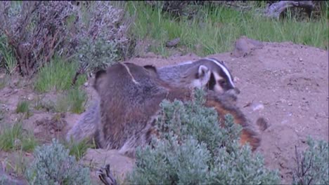 A-Badger-Family-At-Its-Burrow