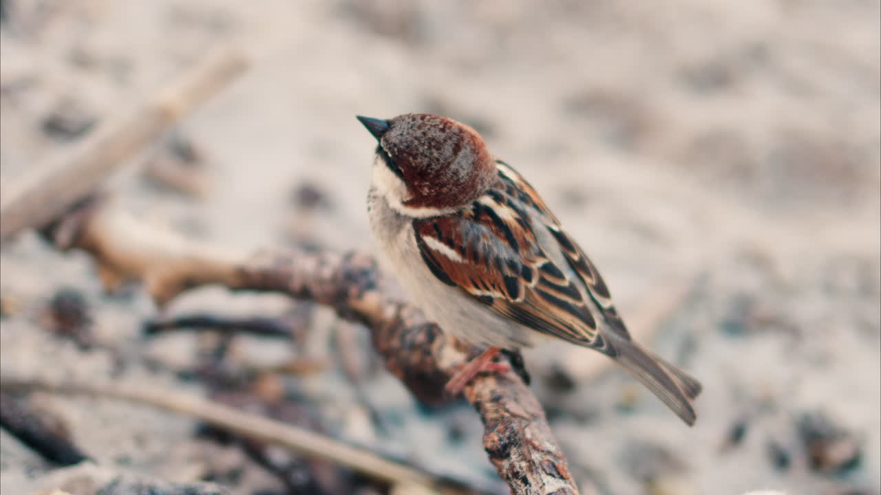 Close up of a sparrow sitting on a branch on the beach with a blurred background