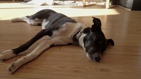 black and white dog napping on the floor, travelling