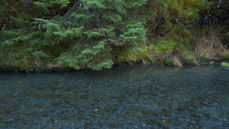 ZOOM-IN-on-a-spruce-tree-next-to-a-slow-moving-clear-water-creek-with-snow-falling-in-Alaska