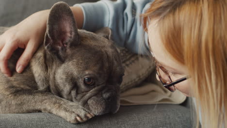 top view of a bulldog dog lying on sofa while his owner caresses him