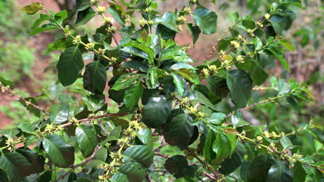 closeup establishing of ripening coffee cherries on green branches of plant in tropical farm