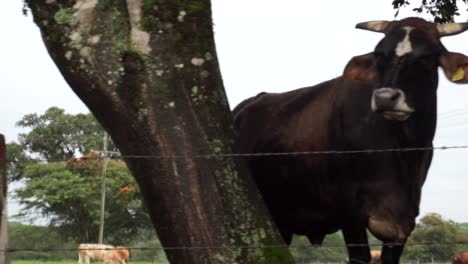 Cows-behind-barbed-wire-fence-on-the-ranch