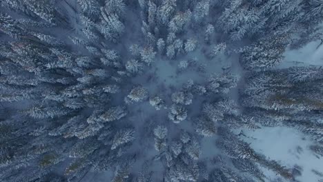 vista de arriba hacia abajo volando sobre un bosque de pinos cubierto de nieve en las montañas