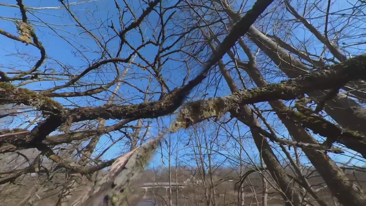 Bemosde bomen zonder bladeren bij de rivier op een zonnige lentedag. Groothoek slow motion opname