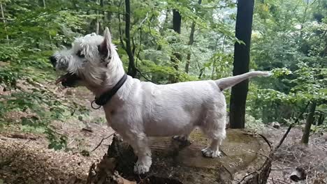 Small-white-dog-lay-down-on-the-stork-in-the-woods