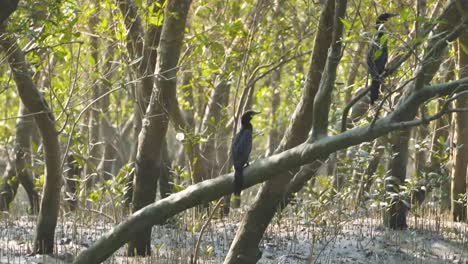 flock of cormorants or phalacrocoracidae in mangrove tree forests in islands of sunderbans tiger reserve in 24 parganas of west bengal india