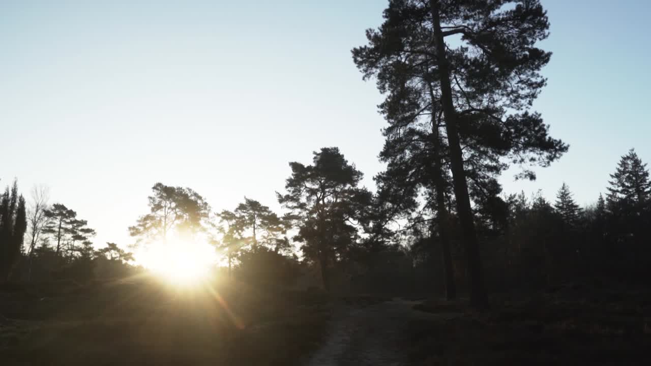 Sunrise in the Forest