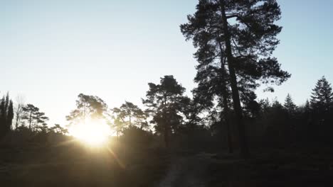 sunrise in the forest