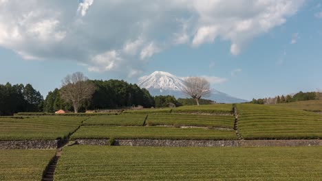 slow tilt down time lapse at obuchi sasaba tea fields in japan