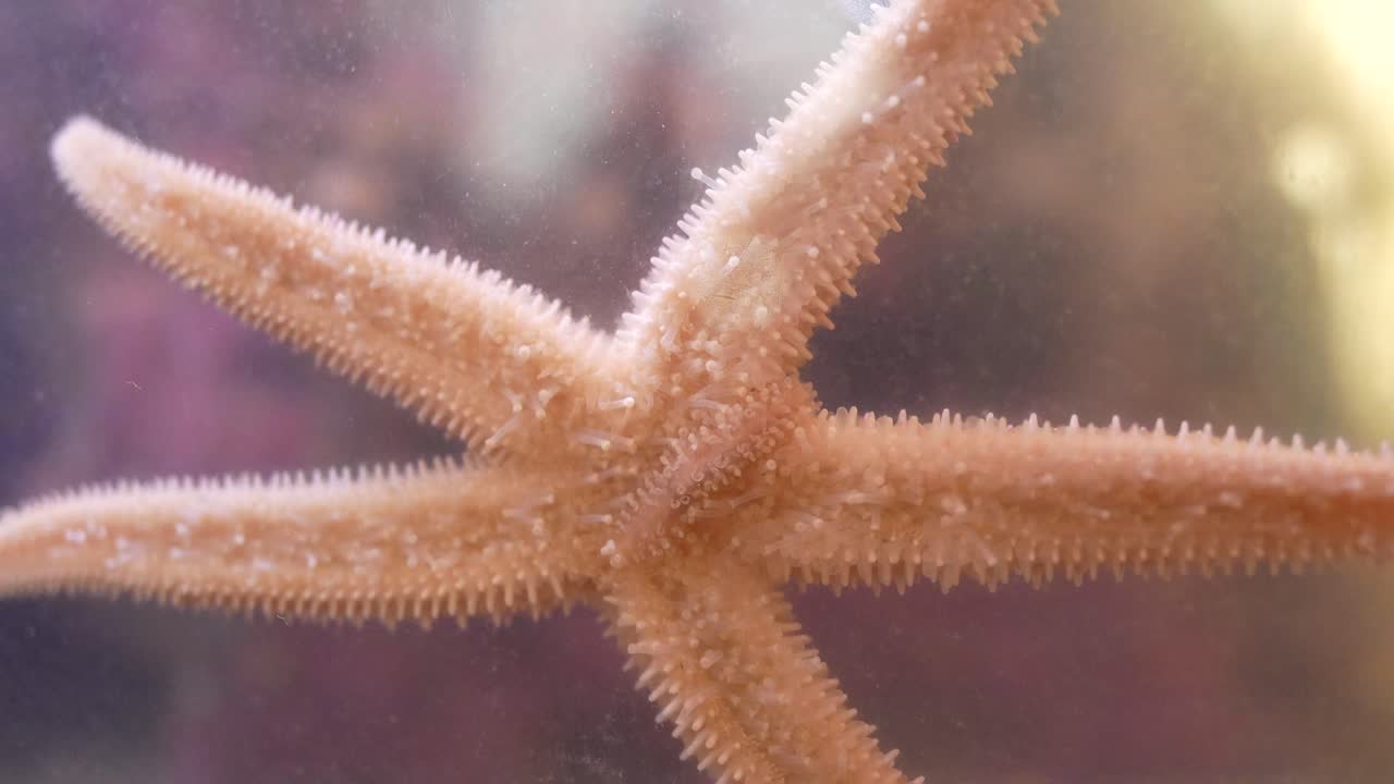 Primo piano di una stella marina