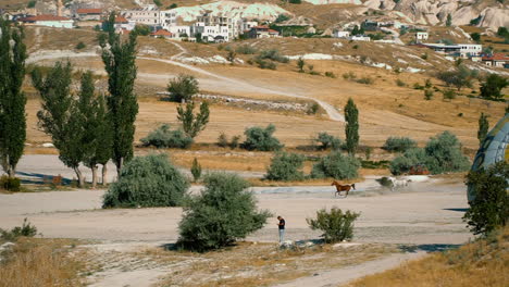 wild horses are running in valley, cappadocia