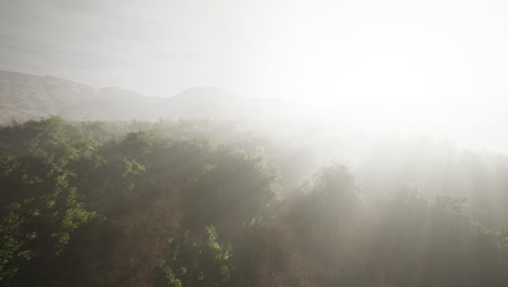 Morgennebel-Im-Dichten-Tropischen-Regenwald