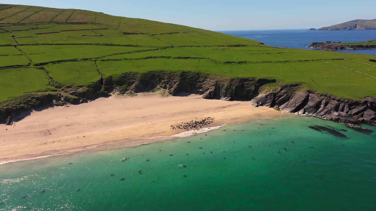 Seals chilling out in Blasket Islands 4K Cinematic Drone Footage - Dingle Co.Kerry - Ireland 05.14