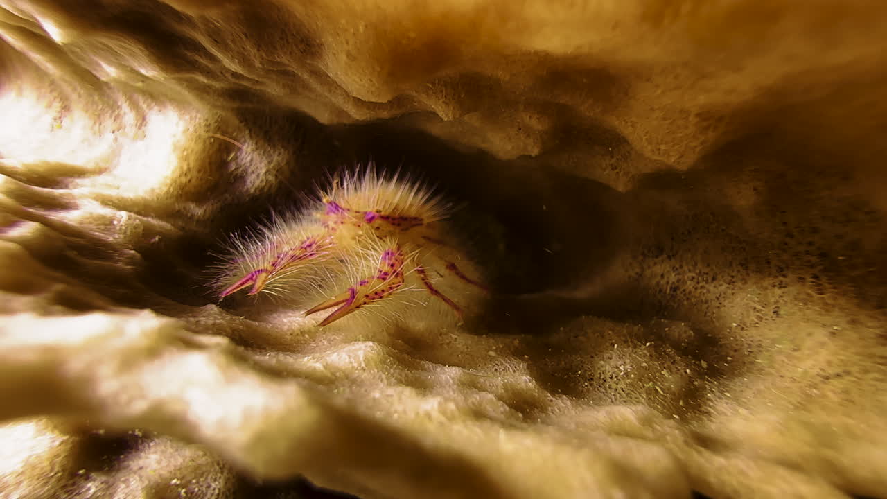 A pink Hairy Squat lobster sits between the folds of a giant barrel sponge, trying to clean its delicate body with its antennae. Close-up shot