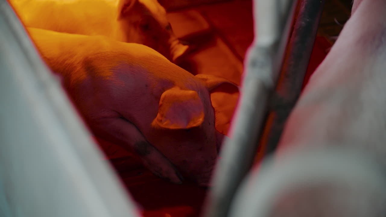 A pig inside of a livestock pen