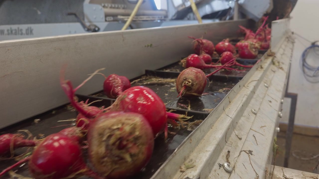 Close-up shot of freshly washed raw Chioggia red beetroots moving along a metal conveyor belt inside a food processing plant. Concept of automated agribusiness and mass food production.