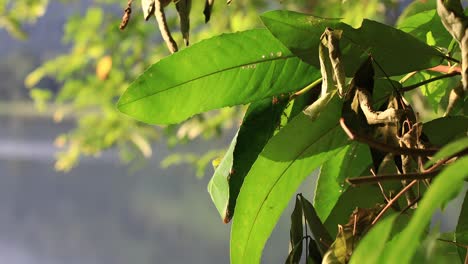 cerca de hojas verdes con hormigas rojas arrastrándose en tailandia