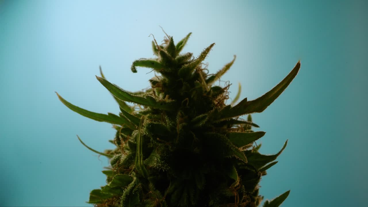 파란색 배경에 윤 ⁇ 을 그린 대마초 꽃을 확대합니다.