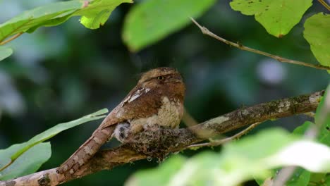 the javan frogmouth or horsfield's frogmouth is found in thailand and other asian countries