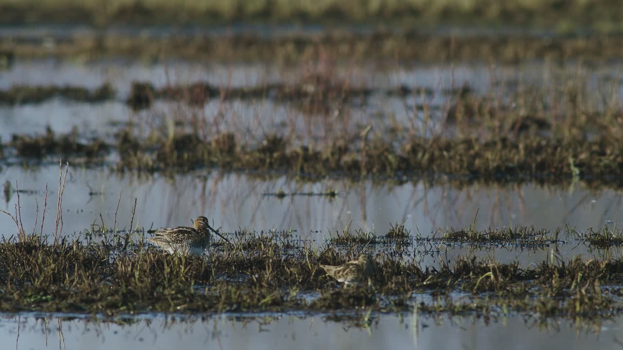 Common snipe in flooded meadows early morning light