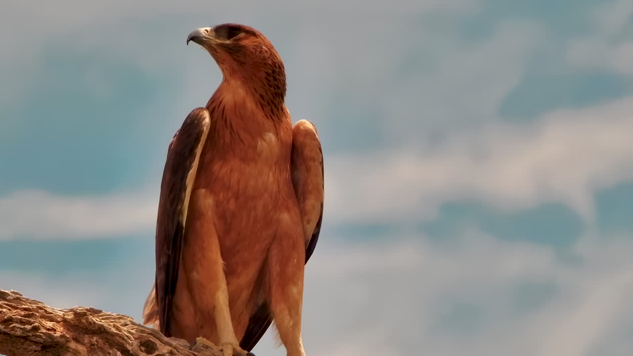 A closeup shot of a majestic Tawny Eagle perched on a dead tree branch against a cloudy blue sky