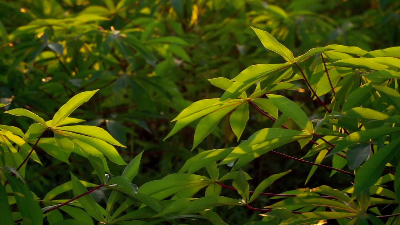 cámara lenta - las hojas del árbol de yuca se balancean en el viento con los rayos del sol naciente golpeando las hojas