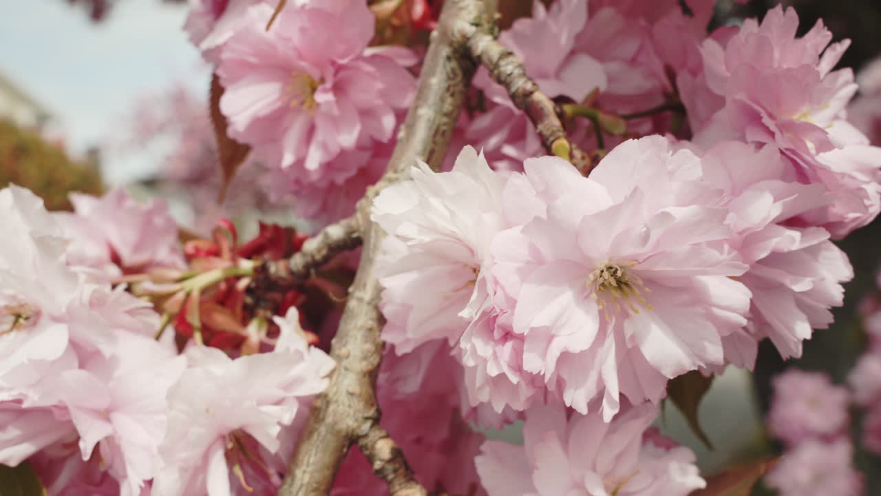 primer plano manual de flores de cerezo en un árbol
