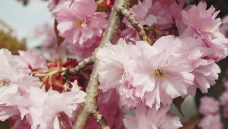 handheld close up of cherry blossoms on a tree