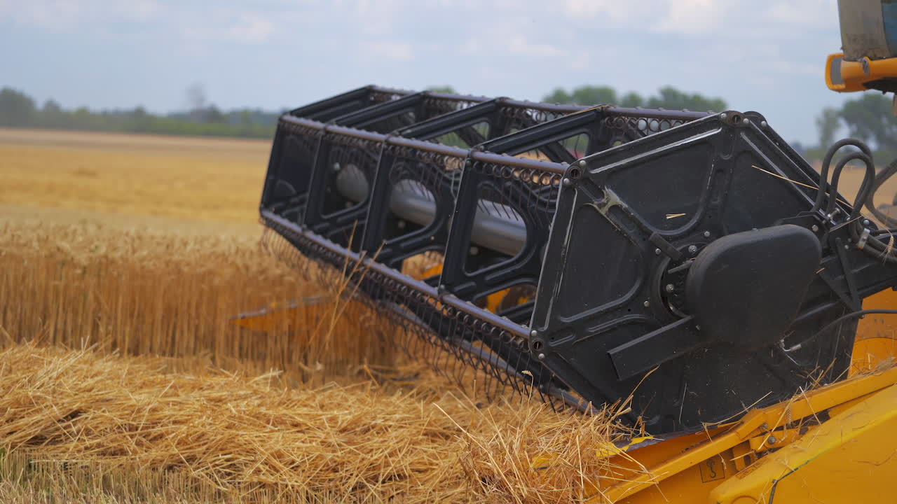 Combines in the field. Side view of harvesters. Season of gathering crops. Rye and barley.