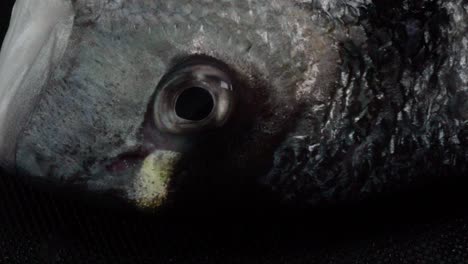 rotating head and eye of gilt-head sea bream fish, overhead closeup