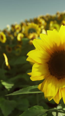 close-up of a sunflower in a field