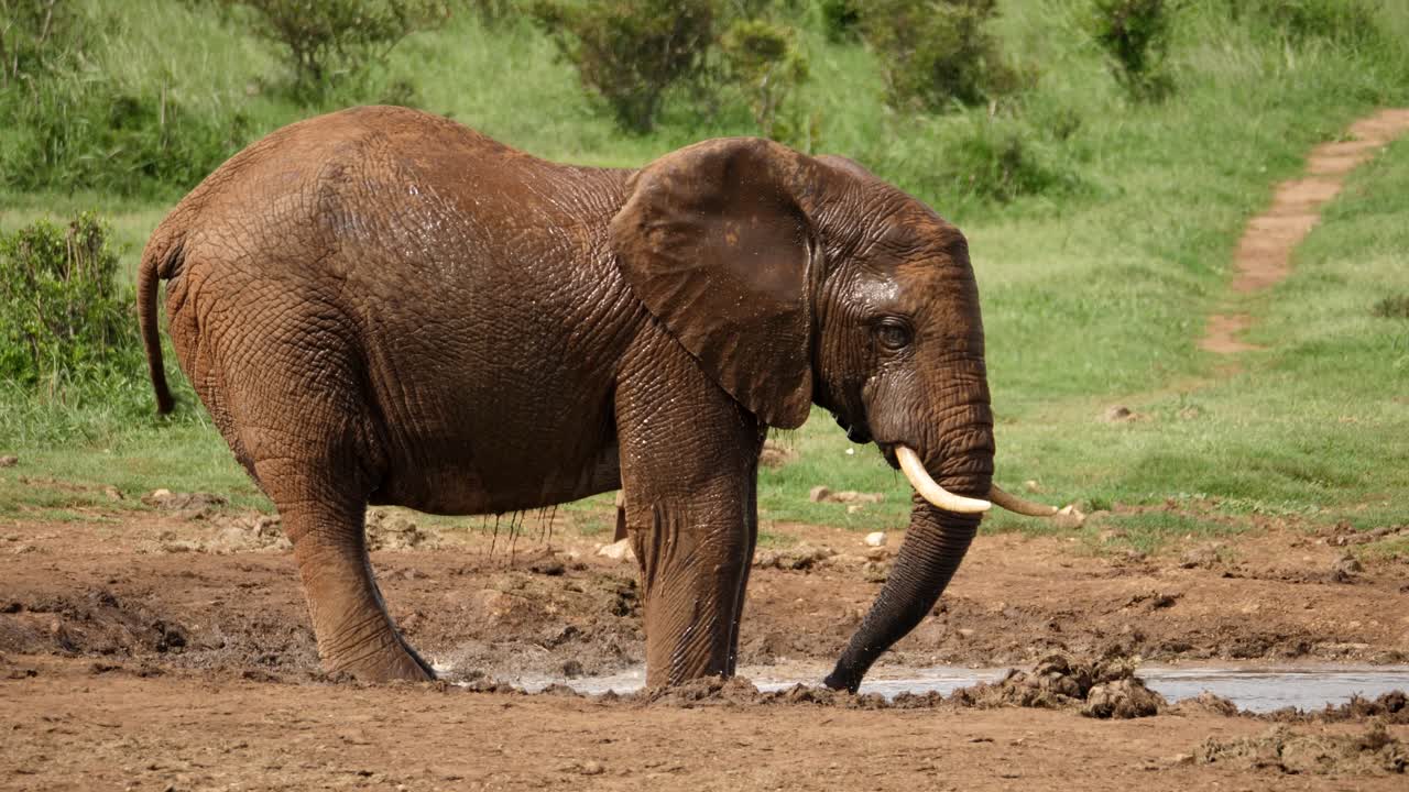 toma cinematográfica en cámara lenta de un elefante africano parado en el borde del abrevadero y rociando agua fangosa sobre sí mismo para refrescarse en un día caluroso.