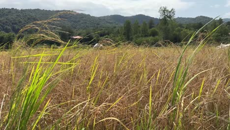 Close-up-rice-plant-seeds-for-food-dry-stem-and-green-nature-natural-background-of-hill-forest-mountain-local-people-life-in-rural-area-working-on-rice-paddy-field-agriculture-farmer-market