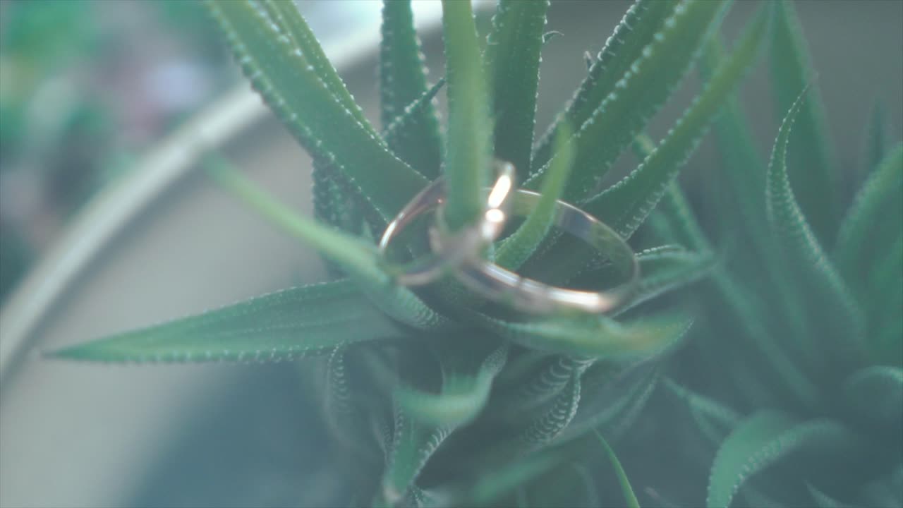 anillos de bodas en una planta