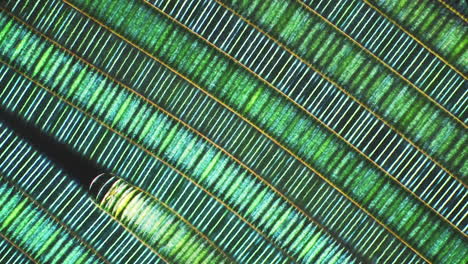 microscopic iridescent feather structure