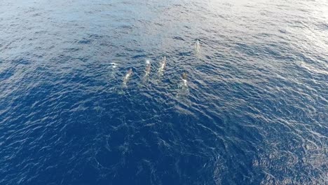 una manada de 12 cachalotes nadando pacíficamente en el océano