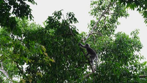 A-young-individual-climbs-and-jumps-to-another-branch-on-the-left,-Dusky-Leaf-Monkey-Trachypithecus-obscurus,-Thailand