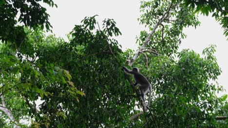 un individuo joven sube y salta a otra rama a la izquierda, mono de hoja oscura trachypithecus obscurus, tailandia