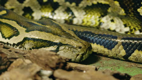 close-up of a python