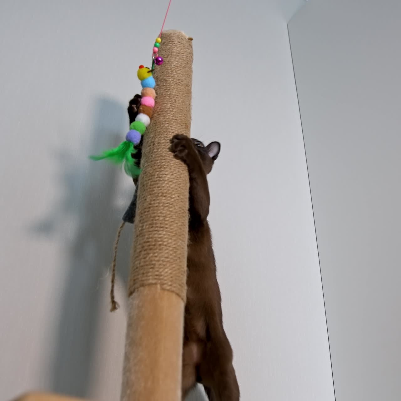 Pedigree kitten catches toy. Adorable burmese cat playing with toys indoors. Funny purebred kitty at home